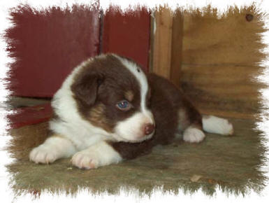 Golden Acres Ranch - Aussie Puppies for sale