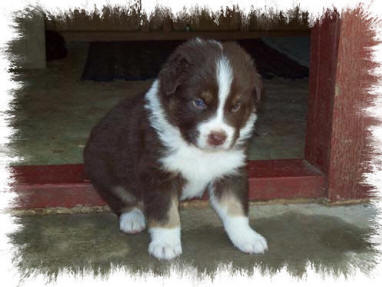 Golden Acres Ranch - Aussie Puppies for sale