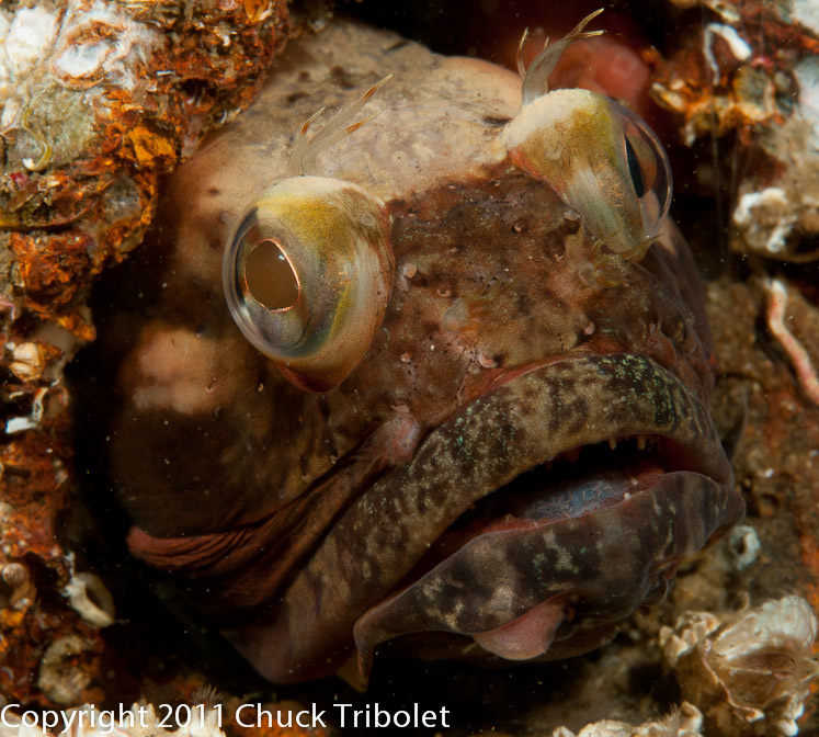 One-Spot Fringehead